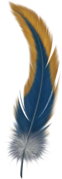 a blue and yellow feather on a white background