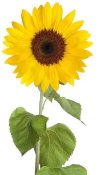 a yellow sunflower on a white background