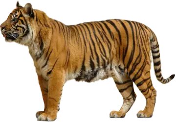 a tiger standing on a white background
