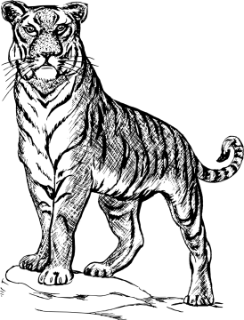 a black and white drawing of a tiger