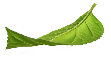 a green leaf on a white background