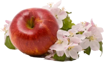an apple and flowers on a white background