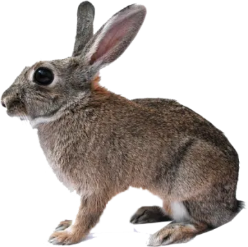 a rabbit on a white background