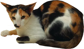 a cat is laying down on the floor