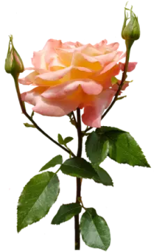 a single pink rose on a white background