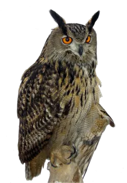 an owl sitting on top of a tree branch