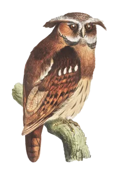 a bird sitting on top of a tree branch