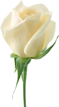 a single white rose on a white background