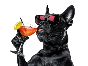 a black dog wearing sunglasses and drinking a cocktail