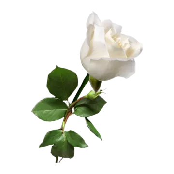 a single white rose on a white background
