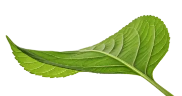 a green leaf on a white background