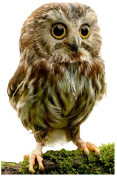 an owl sitting on top of a tree branch