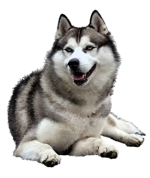 a husky dog laying down on the ground
