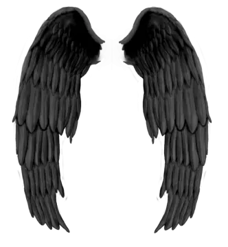 two black wings on a white background