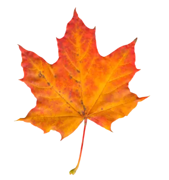 an orange maple leaf on a white background
