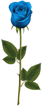 a blue rose on a white background
