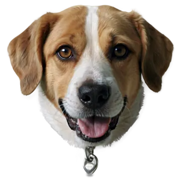 a close up of a dog's face on a white background