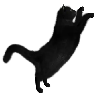 a black cat is jumping in the air