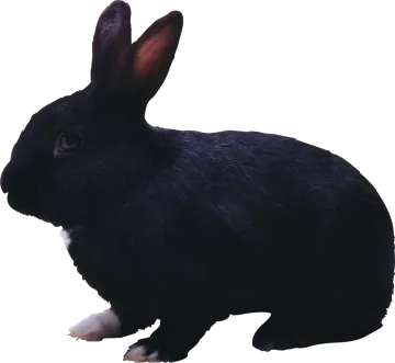 a black rabbit is standing on a white surface