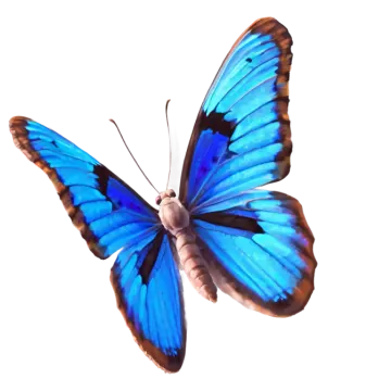 a blue butterfly on a white background