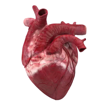 an image of the human heart