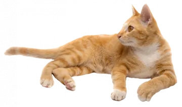 an orange and white cat laying on its back