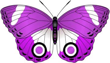 a purple butterfly on a white background