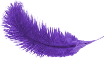 a purple feather on white background