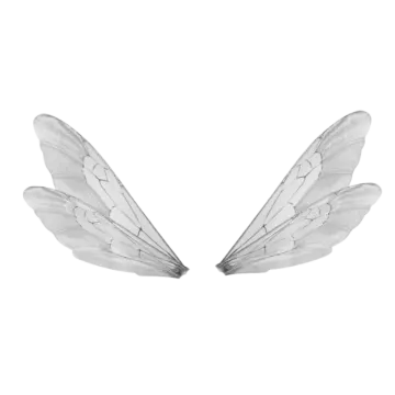 a pair of wings on a white background