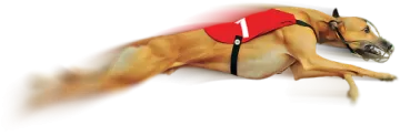 a dog wearing a red vest laying on its back