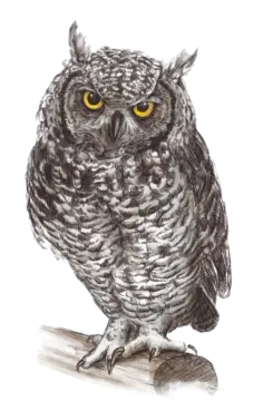 a drawing of an owl with yellow eyes