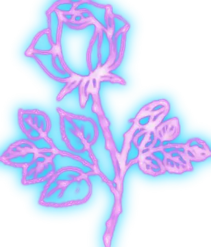 a pink rose on a white background