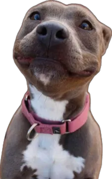 a brown and white dog with a pink collar