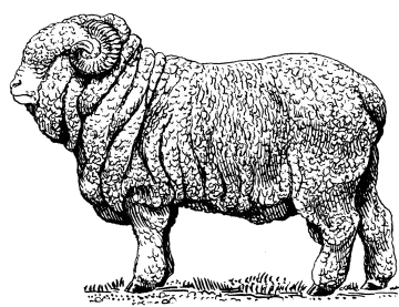 a black and white drawing of a sheep
