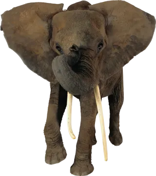 a close up of an elephant on a white background