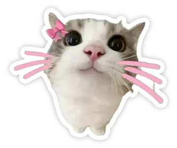 a cat with a pink bow on its head