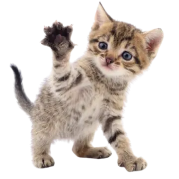 a small kitten standing on its hinds
