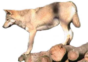 a wolf standing on top of a pile of rocks
