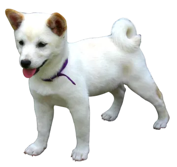 a small white dog with a purple collar