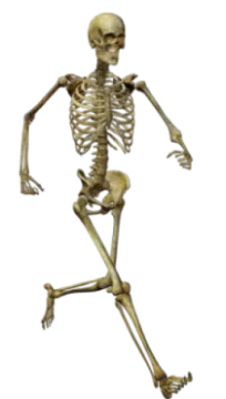 a skeleton is shown in this image