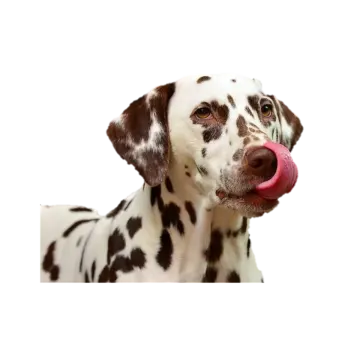 a daly dog with its tongue sticking out