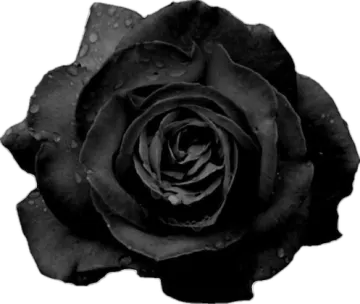 a black rose with water droplets on it