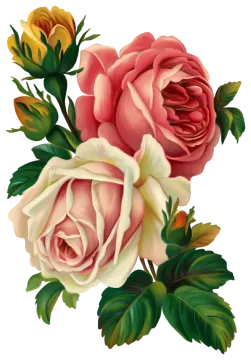 a bouquet of roses on a white background