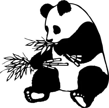 a black and white panda eating bamboo