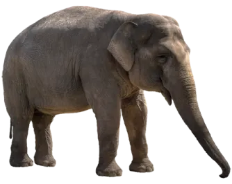 an elephant standing in front of a white background