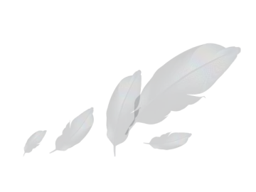 three white feathers on a white background