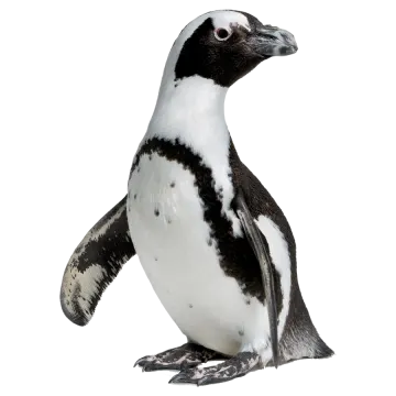 a black and white penguin sitting on the ground