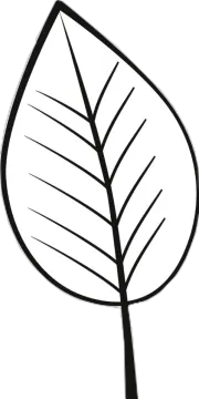a black and white drawing of a leaf