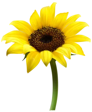a yellow flower on a white background