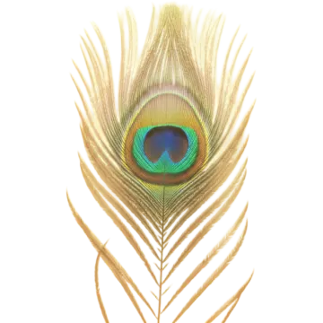 a peacock feather on a white background
